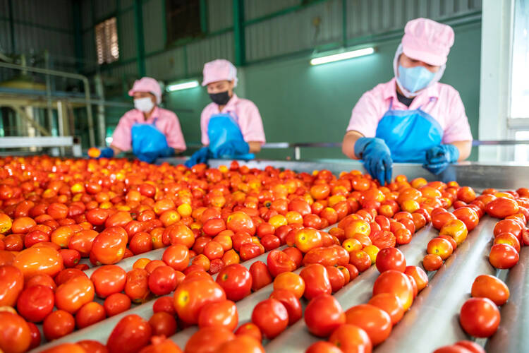 How to Start a Tomato Processing Business