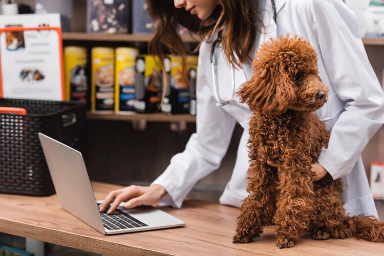 Dog Business ideas