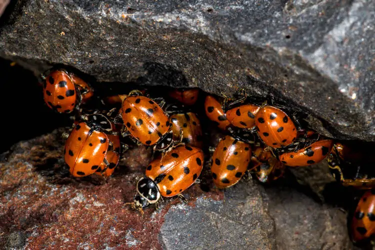 How to Start a Ladybug Farming Business