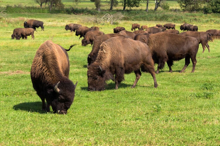 How to Start a Bison Farming Business