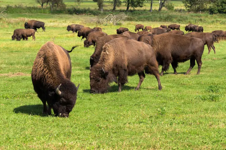 How to Start a Bison Farming Business