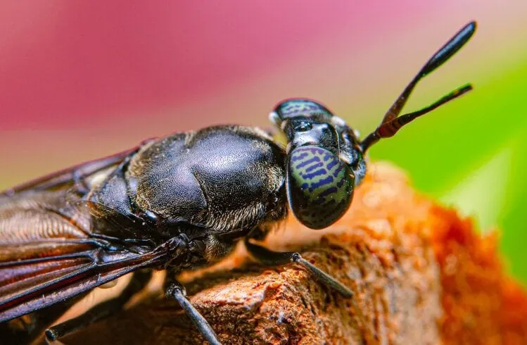 Black Soldier Fly Farming