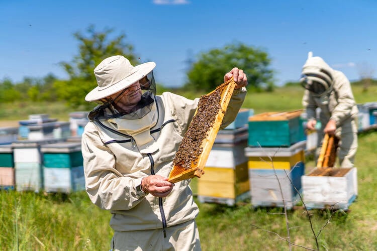 How to Start a Bee Farming Business
