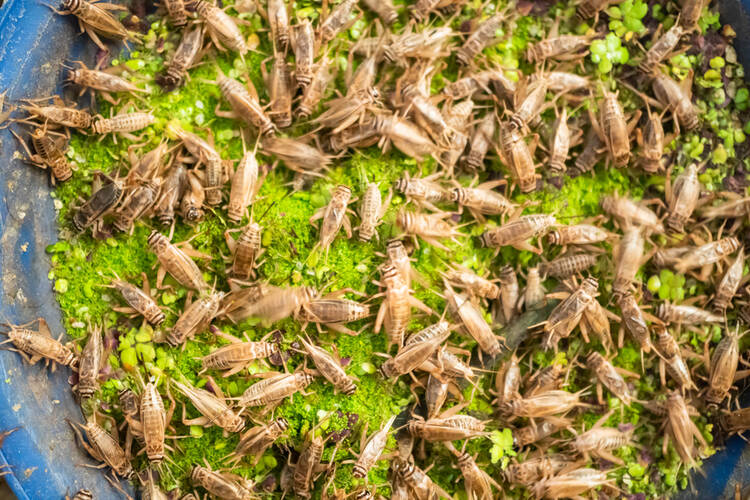 How to Start a Cricket Farming Business