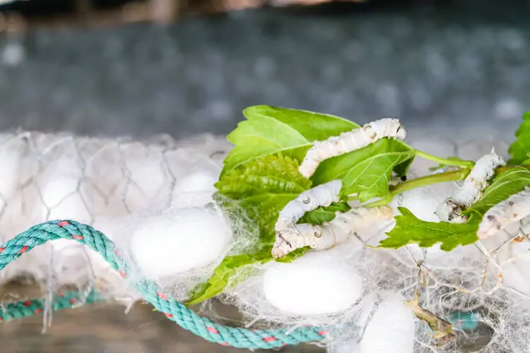 Silkworm Farming is an Example of Profitable Insects to Raise