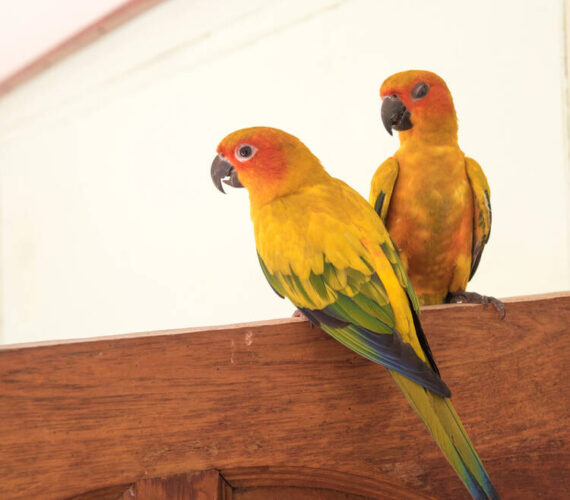 Best-Selling Exotic Animals to Breed for Profit