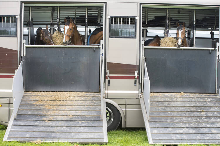 How to Start a Horse Transportation Business