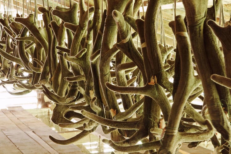How to Start a Deer Processing Business