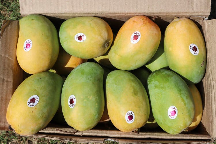 How to Start a Mango Export Business