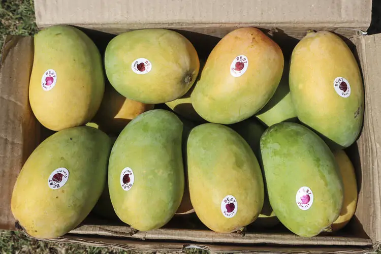 How to Start a Mango Export Business