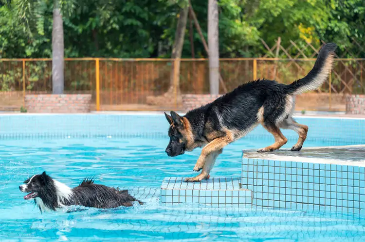 Dog Water Park ideas