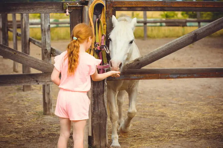 Zoning and Land Requirements for Equine-Assisted Services