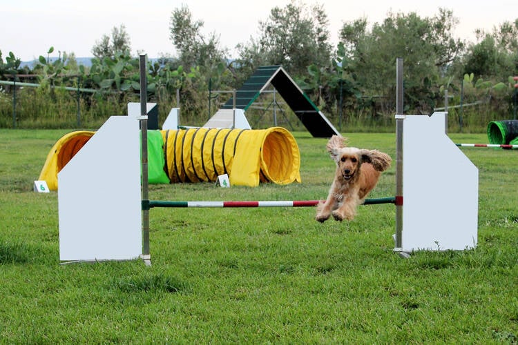 DIY Dog Park Equipment and Obstacles