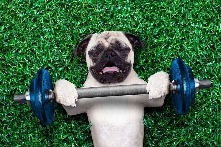 DIY Dog Park Equipment