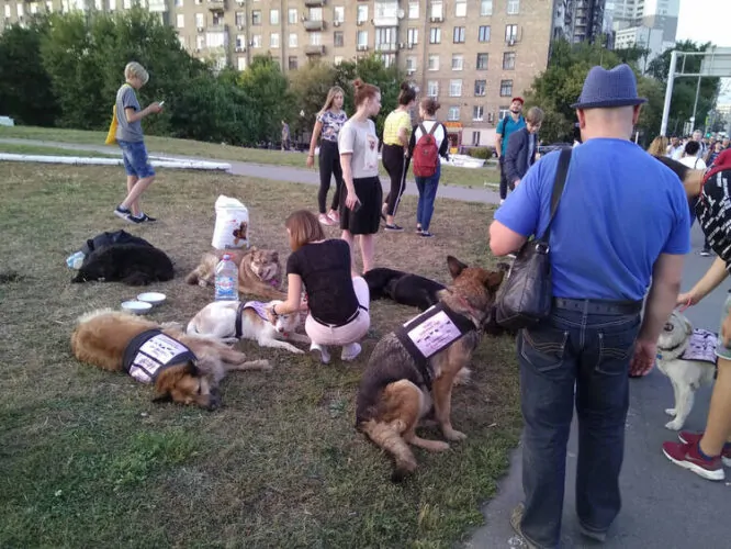 Dog Park Fundraising ideas