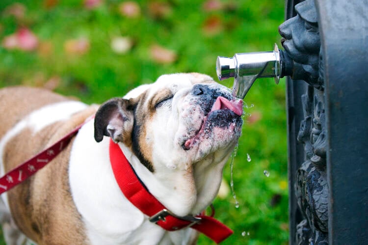 Dog Park Water Station Design ideas