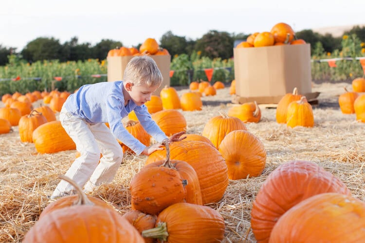 Pumpkin Patch Business ideas