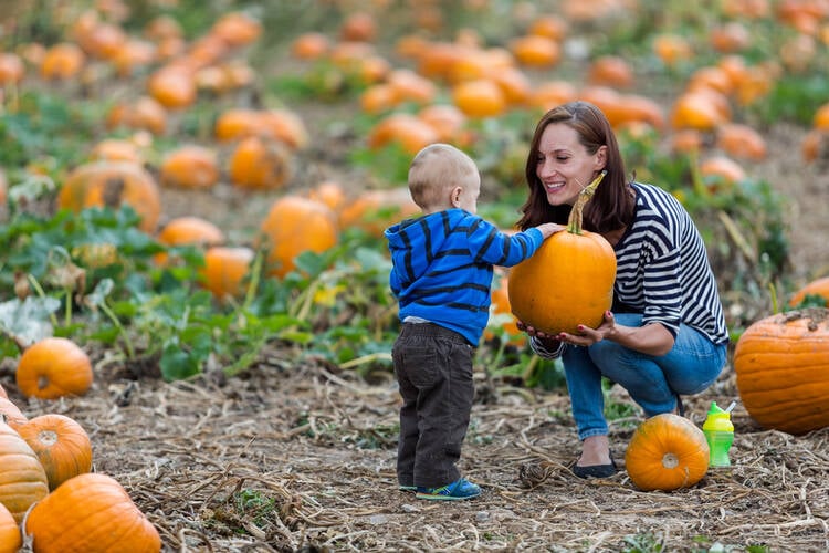 How to Start a Pumpkin Patch Business
