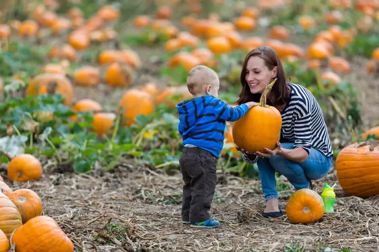 How to Start a Pumpkin Patch Business