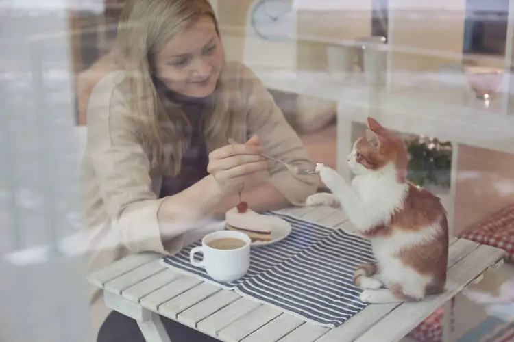 Cat Cafe Menu ideas