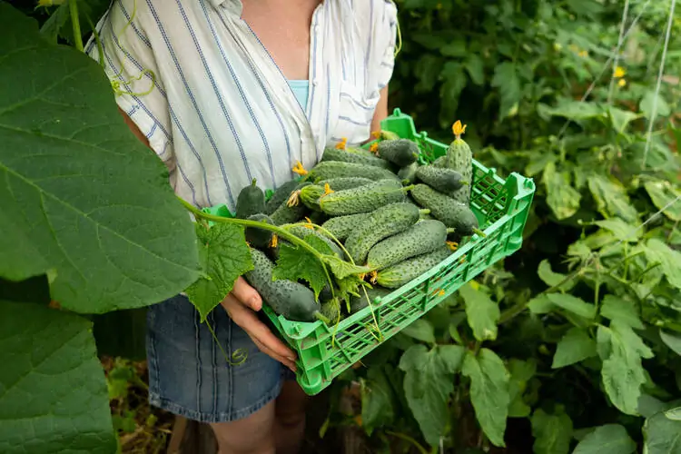 How to Start a Cucumber Farming Business